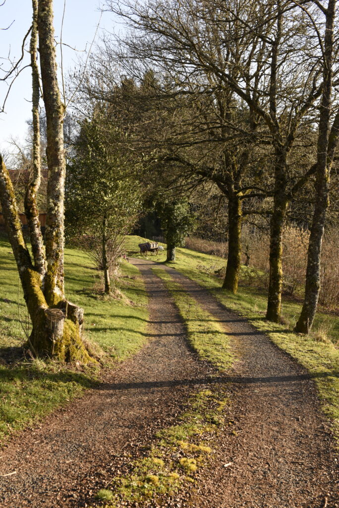 Chemin ombragé du Domaine de la Chouette, entouré d’arbres et de verdure dans un cadre rural paisible.